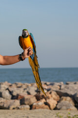 blue and yellow macaw parrot free-flying pet birds one hand.