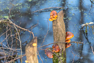 Cluster of orange bracket fungi attached to a vertical tree stump in shallow water. Floating plants and ripples create a calm wetland atmosphere.