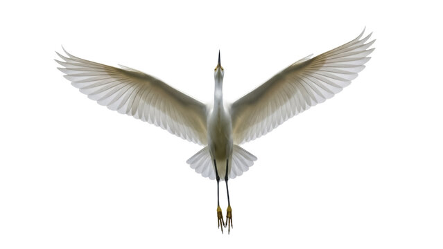 Elegant snowy egret flying PNG isolated on transparent background, graceful bird with outstretched wings for design projects