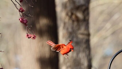 Male northern cardinals inflight fighting at safflower tube bird food feeder, against blurry blue background. 