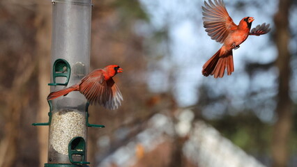 Male northern cardinals inflight fighting at safflower tube bird food feeder, against blurry blue background. 