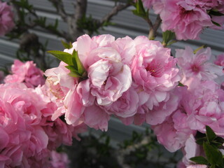 Close-up of soft pink blossoms blooming on a tree branch in spring, natural floral background