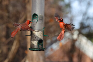 Male northern cardinals inflight fighting at safflower tube bird food feeder, against blurry blue background. 