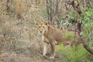 Female Lioness (Panthera Leo)