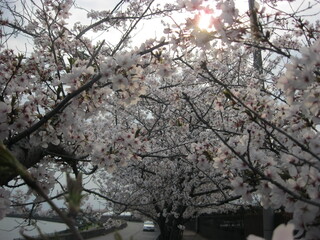 Cherry blossom tunnel with sunlight over riverside path