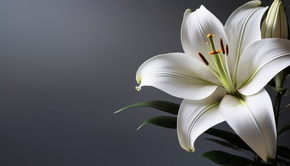 Fototapeta premium minimalist sympathy condolences card lily flowers on a muted grey background funeral concept copy space