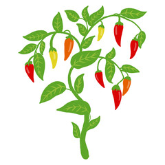 Chili Pepper Plant Growing in Soil, Flat Botanical