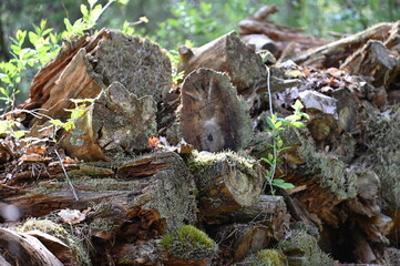 Tas de bois en for&ecirc;t