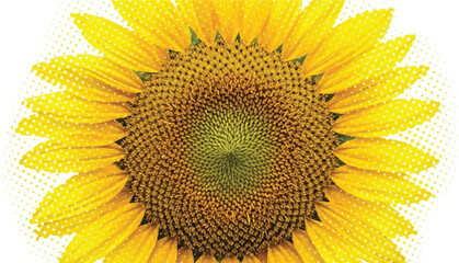 Radiant Sunflower: A Symbol of Light, Growth, and Natural Harmony