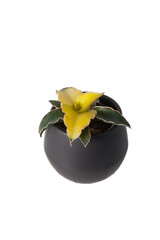 Plante succulente sansevieria dans un petit pot rond et gris