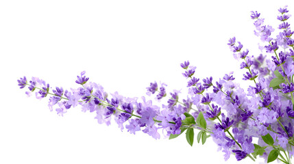 Naklejka premium Beautiful purple flowers on transparent background PNG