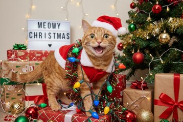 Cute Orange Tabby Cat in Santa Claus Costume with Christmas Lights and Meowy Christmas Sign - Funny Pet in Festive Holiday Scene with Tree and Gifts