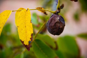 Close-up of Ripening Walnut and Autumnal Foliage