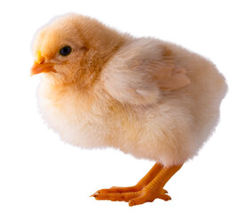 Obraz premium Gold and yellow young chicken chick isolated on a transparent png background