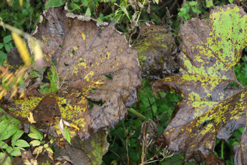 Large broad leaves are covered with brown spots and numerous holes due to natural withering against a background of dense green vegetation. The spotted texture and yellow-green patterns demonstrate th