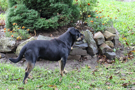 A black and tan dog stands on green grass next to a decorative stone flowerbed and a coniferous bush. The animal's attentive gaze is directed to the side against the background of an autumn garden wit