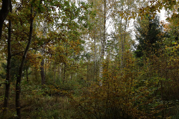 Obraz premium ​A mixed forest in the height of autumn showcases a variety of trees with golden and green foliage under a cloudy sky.