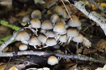 ​A dense cluster of small Mycena mushrooms grows among forest litter and dry leaves. Brown caps with characteristic longitudinal stripes create a natural composition against the background of twigs an