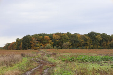 Obraz premium A dirt road winds through a wide agricultural field toward a dense line of autumn forest under an overcast sky.