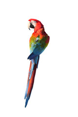 greenwing macaw parrot free-flying pet birds isolated on white background. This has clipping path.
