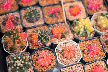 Closeup to cactus Gymnocalycium varigated