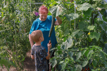 An older woman and a child work together in a vegetable garden among green plants with open copy space. Concept of family gardening, shared labor, dacha lifestyle and rural tradition.