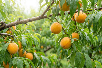 &aacute;rbol de duraznos  o de fruta 