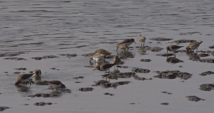 Small Shorebirds Foraging in Muddy Coastal Intertidal Flats