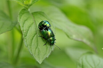 Chrysom&egrave;le de la Menthe