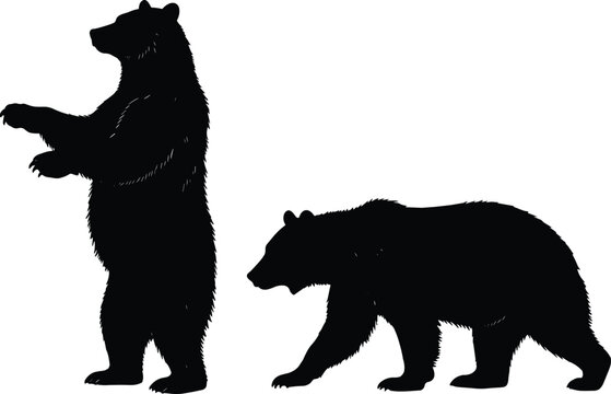 Set of Two Bear Silhouettes, Wild Grizzly or Black Bear Standing and Walking Poses, Powerful Animal Profile and Movement Vector Shapes, Wildlife Mammal Cad Drawing Flat Vector Illustration