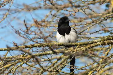 Frontal portrait of an adult common magpie (Pica pica) perched on a branch