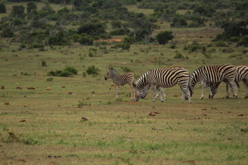 Fototapeta premium Burchell's Zebra (Equus Quagga Burchellii)