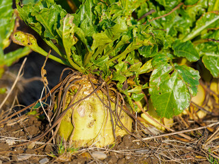 This image captures the essence of a single beet plant, from the ground up, highlighting its life cycle.