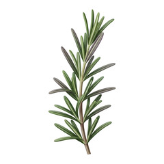 Fototapeta premium A sprig of rosemary isolated on transparent background