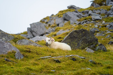 A white sheep with horns is lying down among green grass and gray rocks. The sheep rests on a steep hillside in a rural location during the daytime in Ireland.