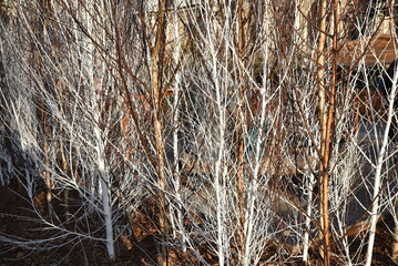Haie de branchages à Noël