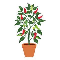 Chili Pepper Plant Growing in Soil, Flat Botanical