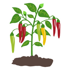 Chili Pepper Plant Growing in Soil, Flat Botanical