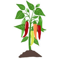 Chili Pepper Plant Growing in Soil, Flat Botanical