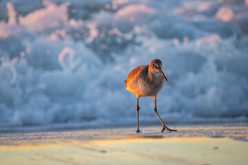 Willet on Beach Closeup with Breaking Wave Background