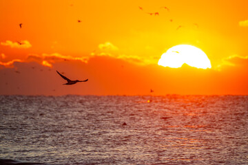 Big Sunrise with Seabird Silhouette