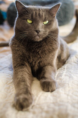Gray cat lying comfortably on home bed