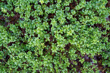 Top-Down Texture of Lush Green Lingonberry Leaves