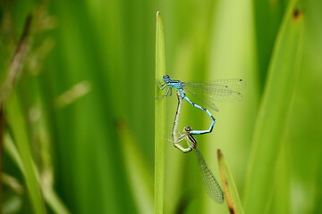 Accouplement Demoiselles
