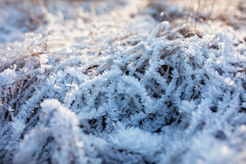 Natural scenery with dry grass covered with blue shiny hoarfrost crystals on a frosty morning in a winter park