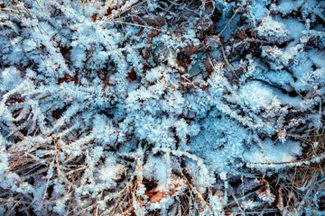 Nature background with texture of dry grass and foliage covered with blue shiny crystals of hoarfrost on a frosty morning in a winter park