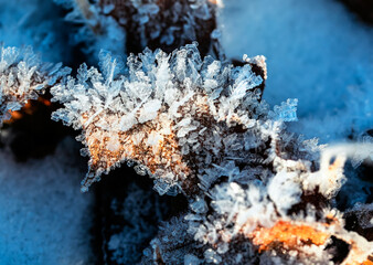 Nature background with foliage covered with blue shiny hoarfrost crystals on a frosty morning in a winter park
