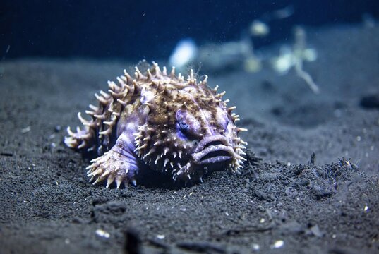 A unique spiky frogfish resting on the dark ocean floor, showcasing its intriguing camouflage
