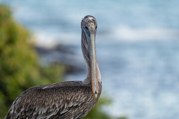 Pelican in Galapagos, portrait of Pelecanus occidentalis urinator