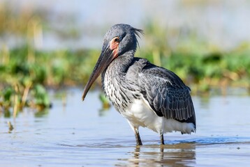 A magnificent wading bird poised in clear water, showcasing its unique plumage